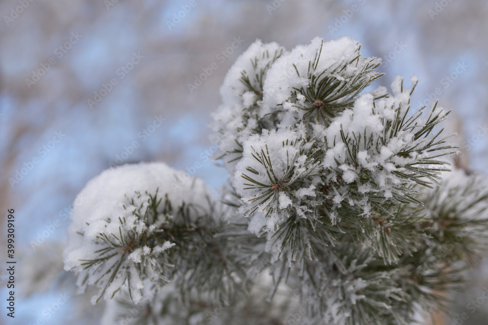 Green branches of a Christmas tree in snow flakes close-up. Natural Christmas tree background.