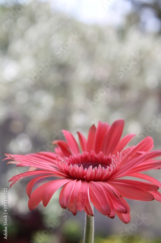 gerber daisy bokeh