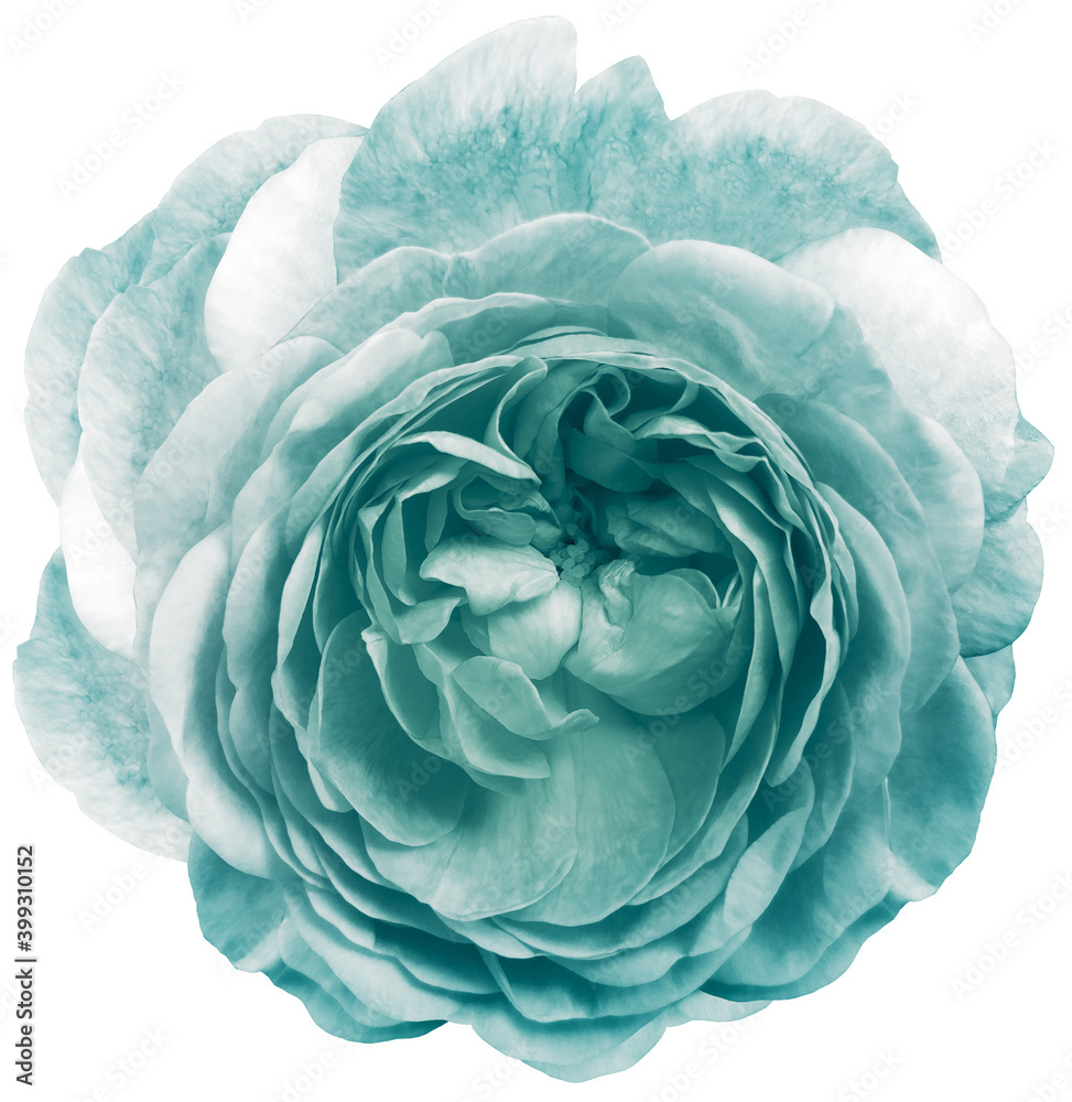 Obraz premium rose flower turquoise. isolated on a white background. No shadows with clipping path. Close-up. Nature.