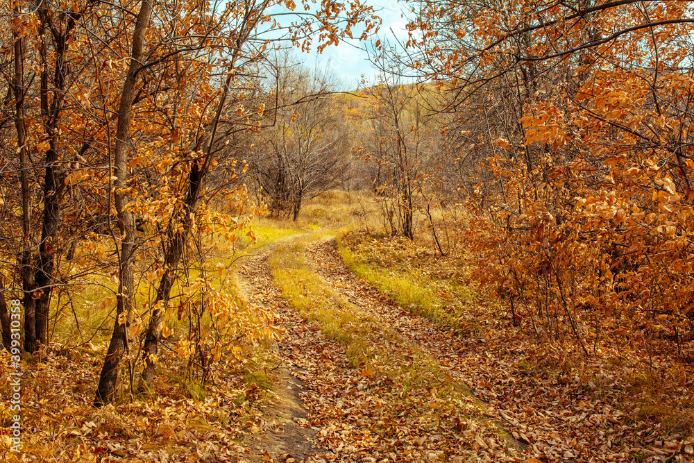 forest, autumn, forest thicket, nature, Russia, the world, recreation, sky