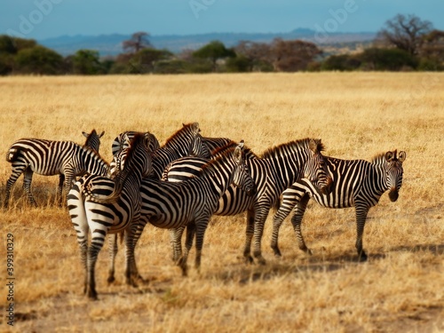 Safari Afrika - L  we   Zebra   Leopard   Straus   Knu