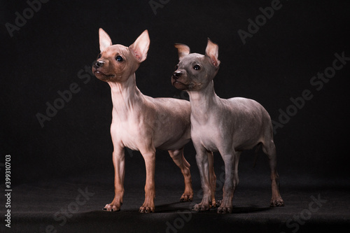 Two puppies of breed the American naked terrier stand