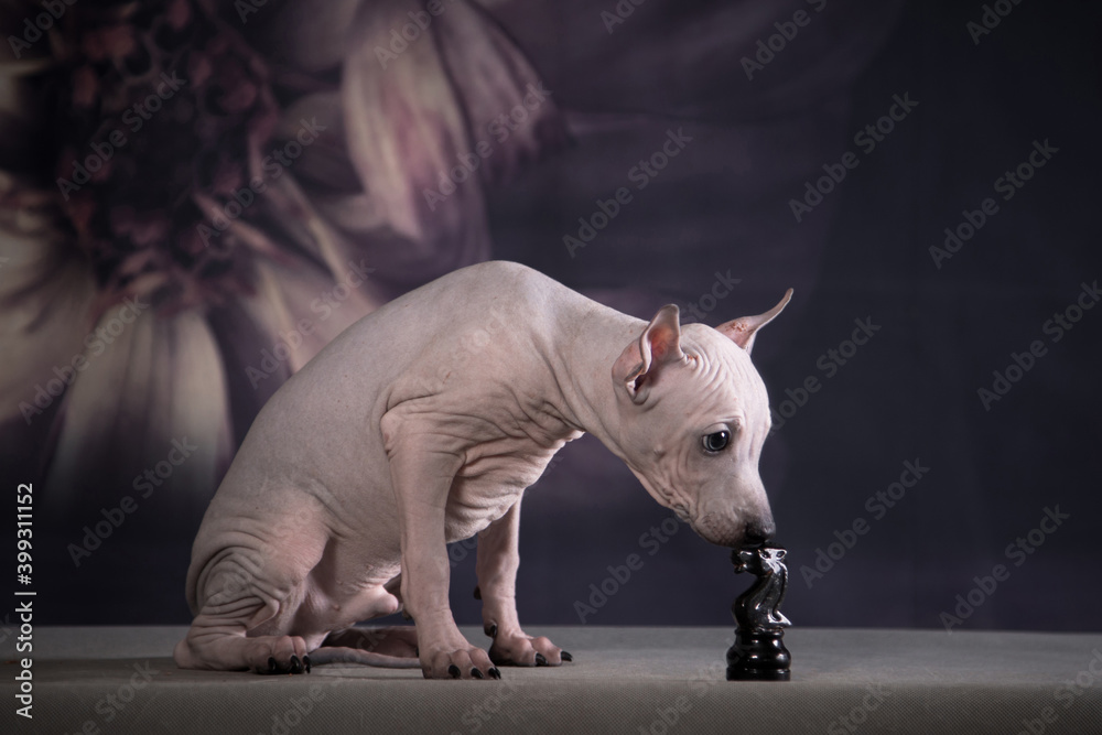 The puppy of the American naked terrier smells a chess figure