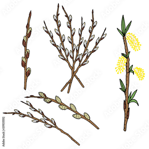 Willow set. Blooming willow brown, yellow, gray. Green leaves and branches of blossoming willow. Vector illustration. Hand drawing.