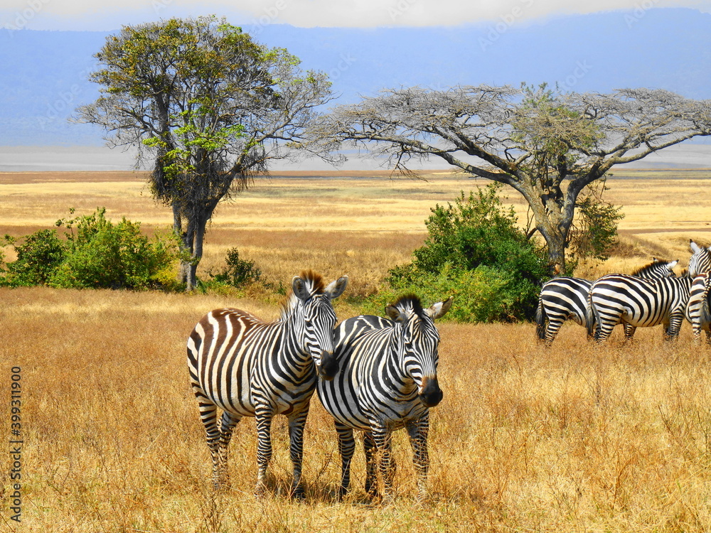 Naklejka premium Safari Afrika - Löwe Zebra Straus & Co