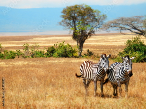Safari Afrika - L  we Zebra Straus   Co