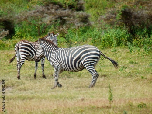 Safari Afrika - Löwe Zebra Straus & Co