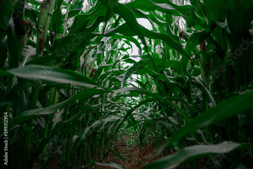 Corn leaves on a farm plantation