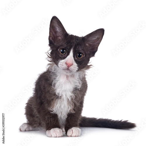 Canvas Print Adorable chocolate with white LaPerm cat kitten, sitting up facing front