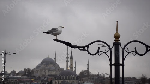 Seagull standing in front of the Suleymaniye Mosque. Istanbul (slow motion)