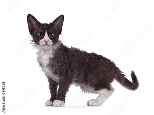 Adorable chocolate with white LaPerm cat kitten, standing side ways. Looking towards camera. Isolated on white background.