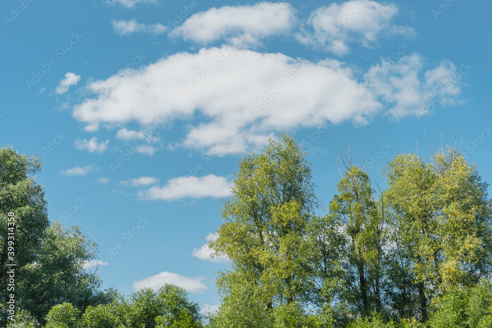 Trees with green foliage against the blue sky with white clouds. High quality photo Trees with green foliage against the blue sky with white clouds. High quality photo