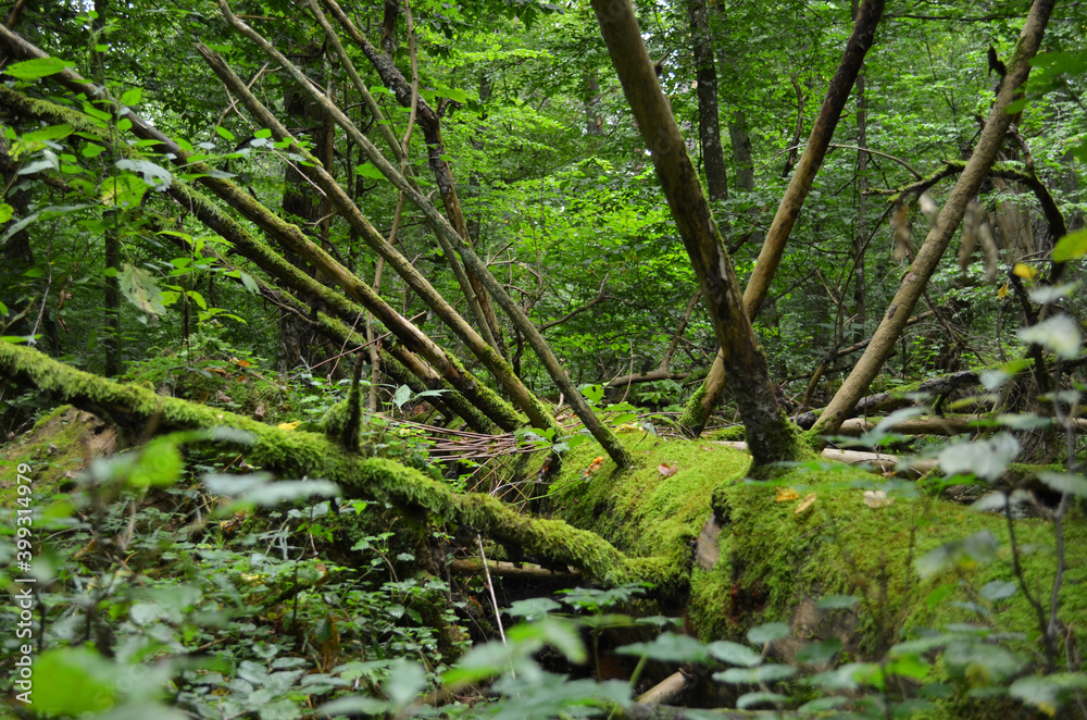 Old moss wrapped old tree lying In deciduous stand. Broken tree trunk on the ground. Fallen tree in forest. Space for text. Old moss wrapped old tree lying In deciduous stand. Broken tree trunk on the ground. Fallen tree in forest. Space for text.