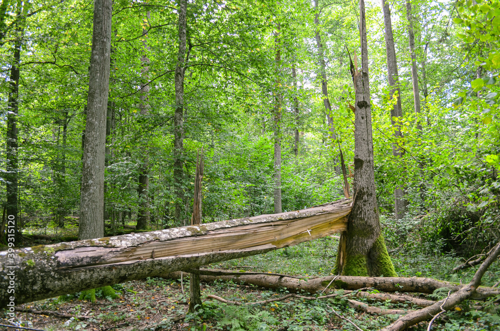 Fototapeta premium Broken tree trunk on the ground. Fallen tree in forest. Space for text.