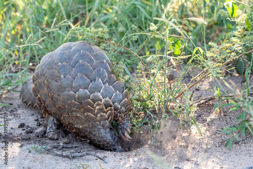 Temminck's Pangolin, Kruger National Park