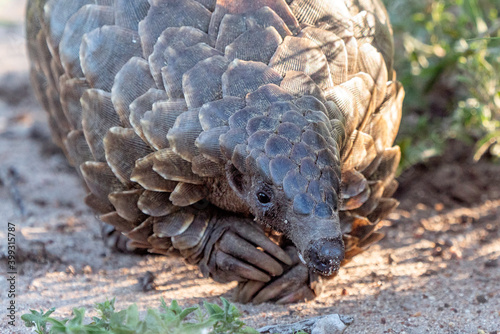 Temminck's Pangolin, Kruger National Park