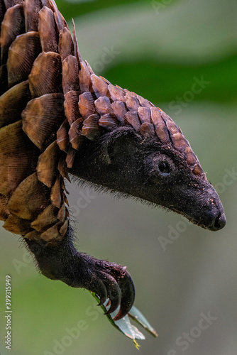 Black-bellied Pangolin, Central African Republic