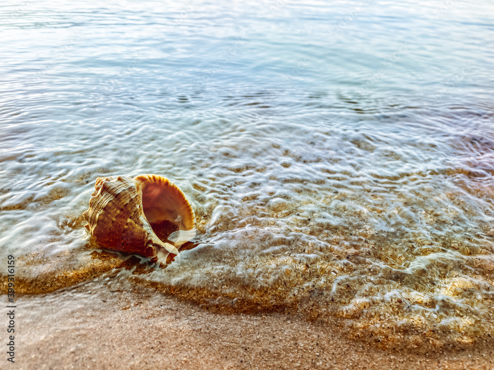 Closeup sand with sea shells. Conch shells at the beach, selective focus. Coast background Closeup sand with sea shells. Conch shells at the beach, selective focus. Coast background