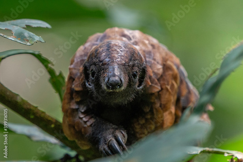 Black-bellied Pangolin, Central African Republic