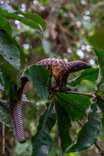 Black-bellied Pangolin, Central African Republic