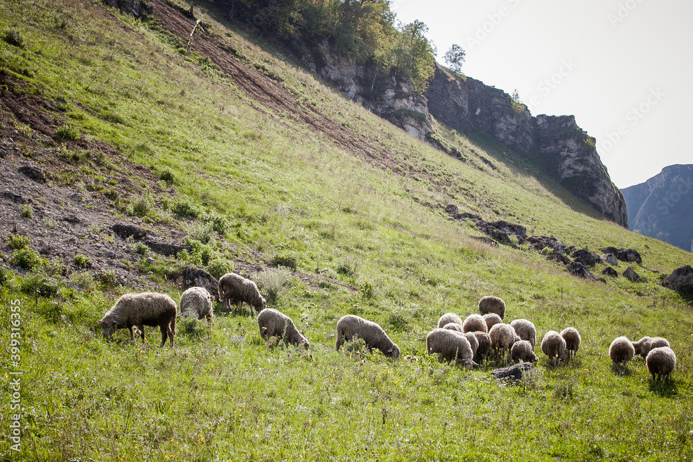 Fototapeta premium sheep graze at the foot of the mountains in summer