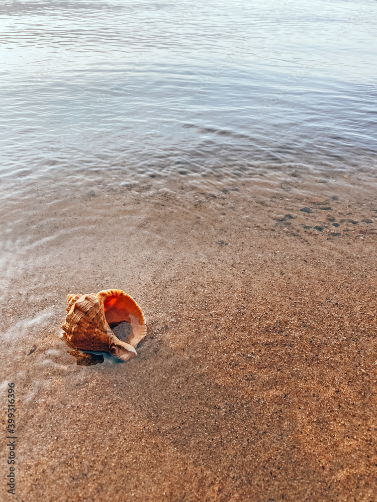 Closeup sand with sea shells. Conch shells at the beach, selective focus. Coast background Closeup sand with sea shells. Conch shells at the beach, selective focus. Coast background