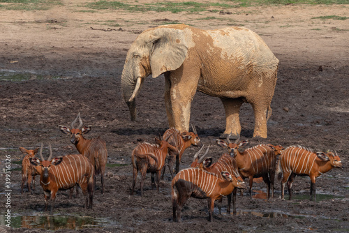 Photography Forest Elephant and Bongos, Dzanga Bai, Central African Republic