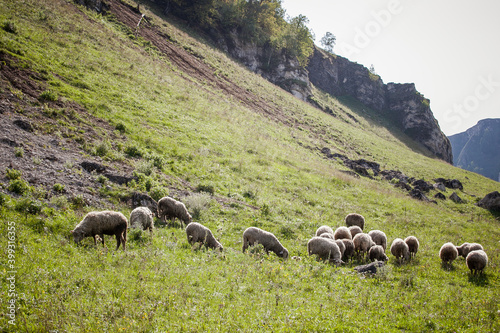 sheep graze at the foot of the mountains in summer