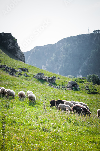 sheep graze at the foot of the mountains in summer