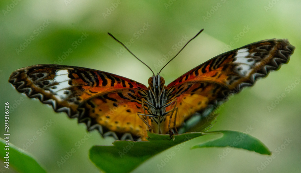 Naklejka premium Butterfly Ready to Pounce