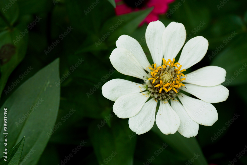 The yellows in the center of the white flower