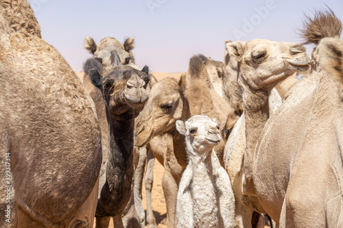 Portrait of an african Dromedary Camel standing in front of a Herd of Camels in the Sahara Desert, Chad