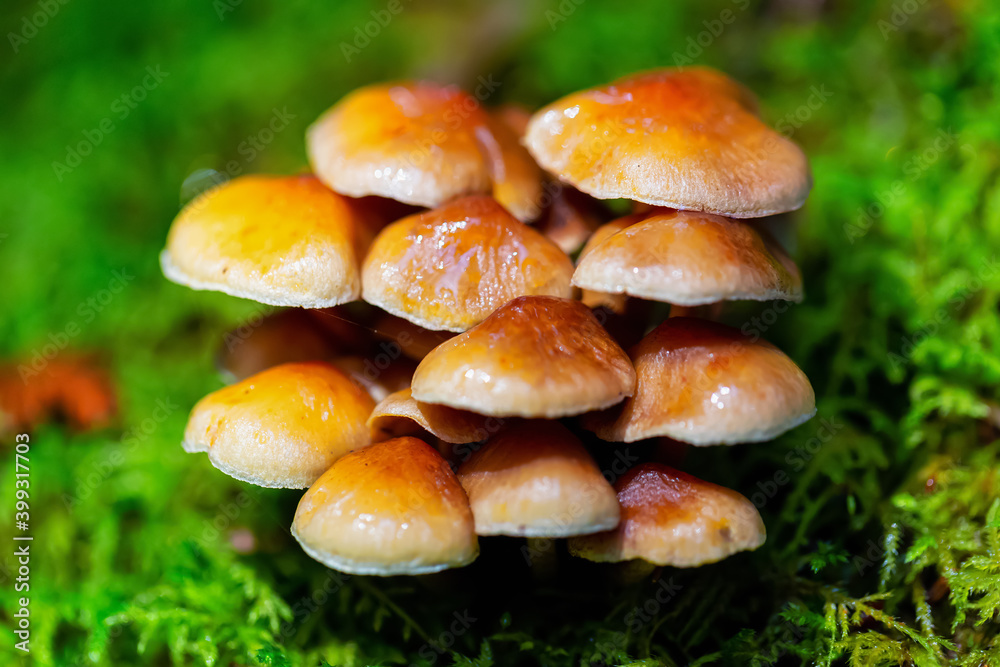 Close up image of a mushroom on the tree during fall season. Taken in Squamish, British Columbia, Canada. Close up image of a mushroom on the tree during fall season. Taken in Squamish, British Columbia, Canada.