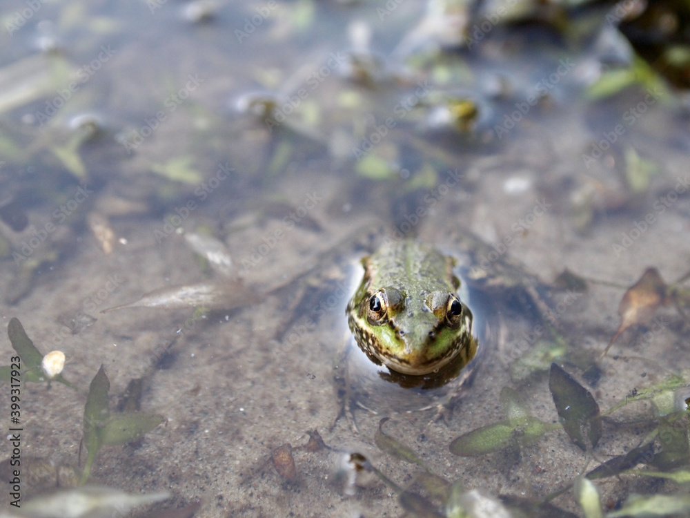 frog in the pond frog in the pond