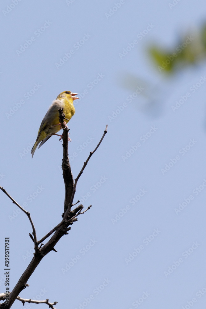 Fototapeta premium Bright greenfinch sits on a branch in the park against the blue sky. Urban green and yellow warbler in nature habitat.