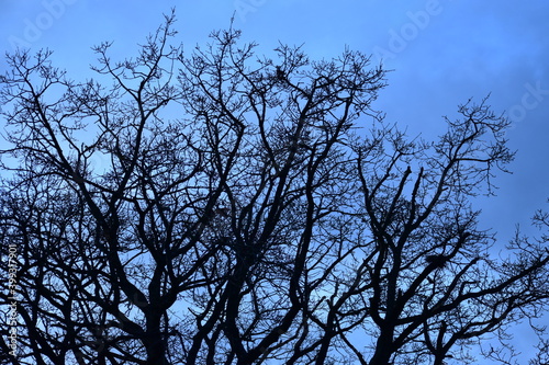 Silhouettes of trees against the sky at dusk