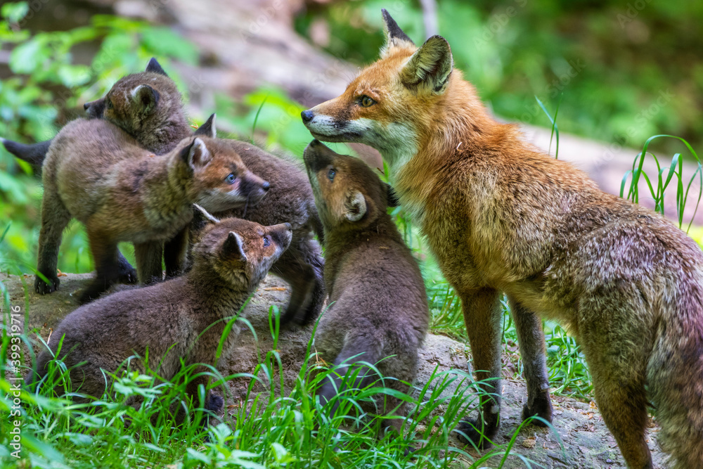 Fototapeta premium Rotfuchs (Vulpes vulpes) mit Jungen