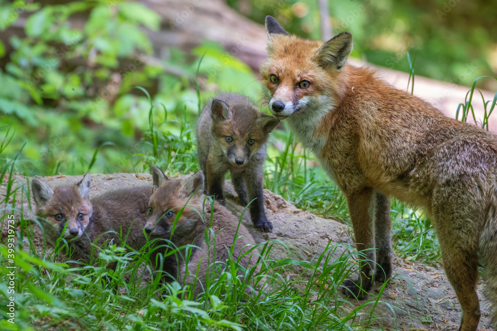 Fototapeta premium Rotfuchs (Vulpes vulpes) mit Jungen