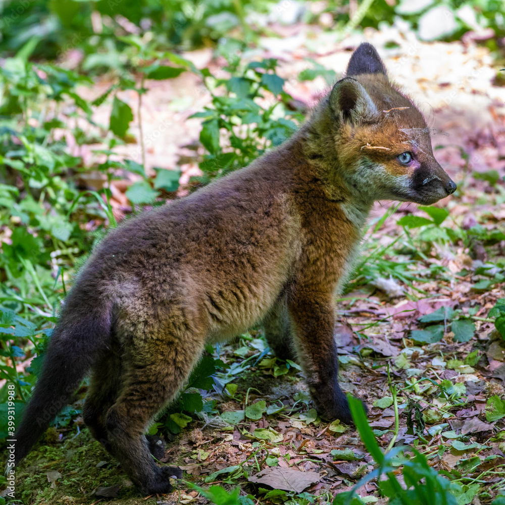 Fototapeta premium Rotfuchs (Vulpes vulpes), Jungfuchs