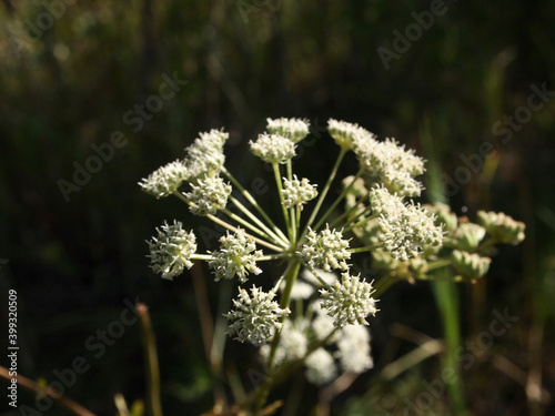 flower of a dandelion