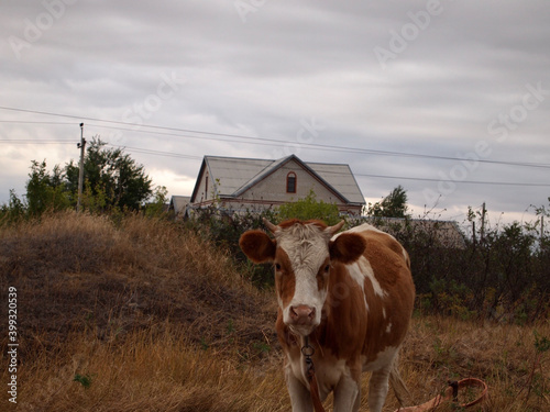 cows on the farm