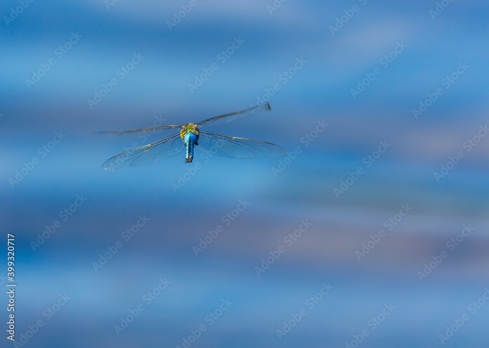 Emperor dragonfly or blue emperor (Anax imperator) Emperor dragonfly or blue emperor (Anax imperator)