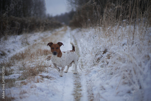 Fototapeta Naklejka Na Ścianę i Meble -  Jack Russell dog outside in winter.