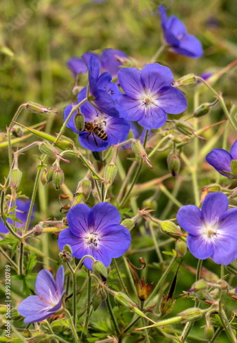 Fototapeta Naklejka Na Ścianę i Meble -  Small blue-purple flowers