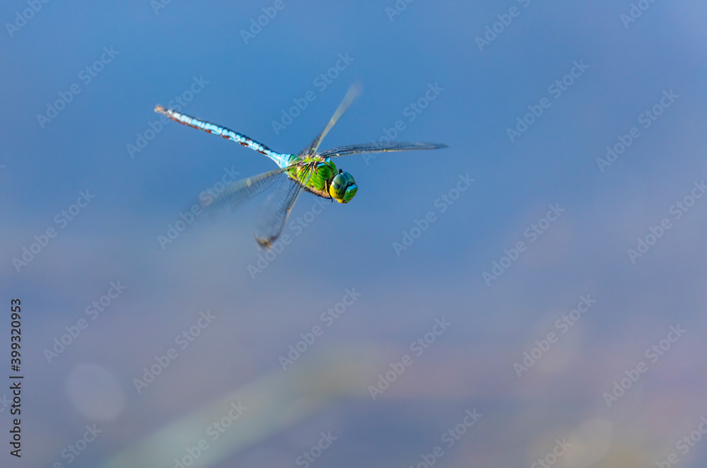Emperor dragonfly or blue emperor (Anax imperator) Emperor dragonfly or blue emperor (Anax imperator)