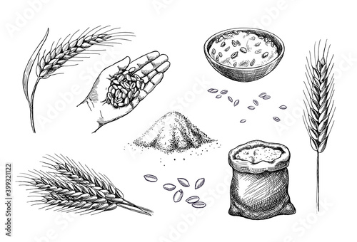 Fotografia Hand drawn wheat
