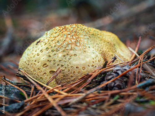 Close-up of common earthball wild mushroom called common earthball or common earth ball. Scleroderma citrinum. Outer walls or peridium in ochre-yellow color with irregular warts photo