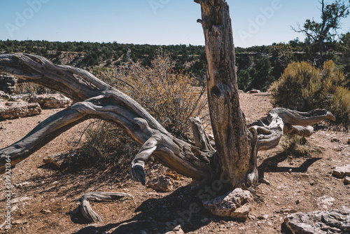 Huge dry tree in arid desert