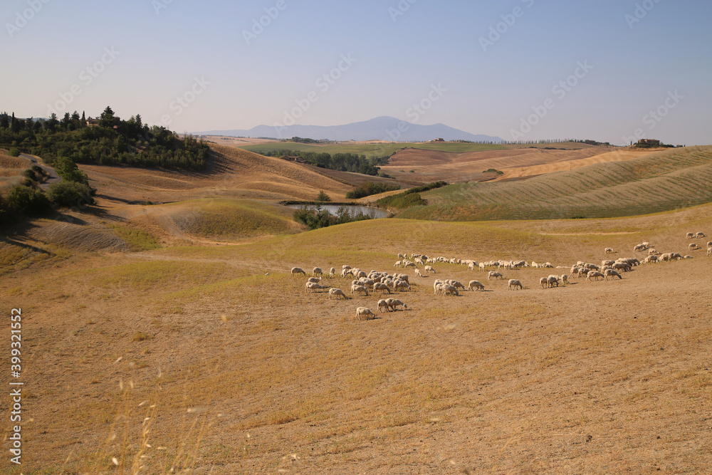 Obraz premium View of the Tuscan Countryside in Summer, Italy