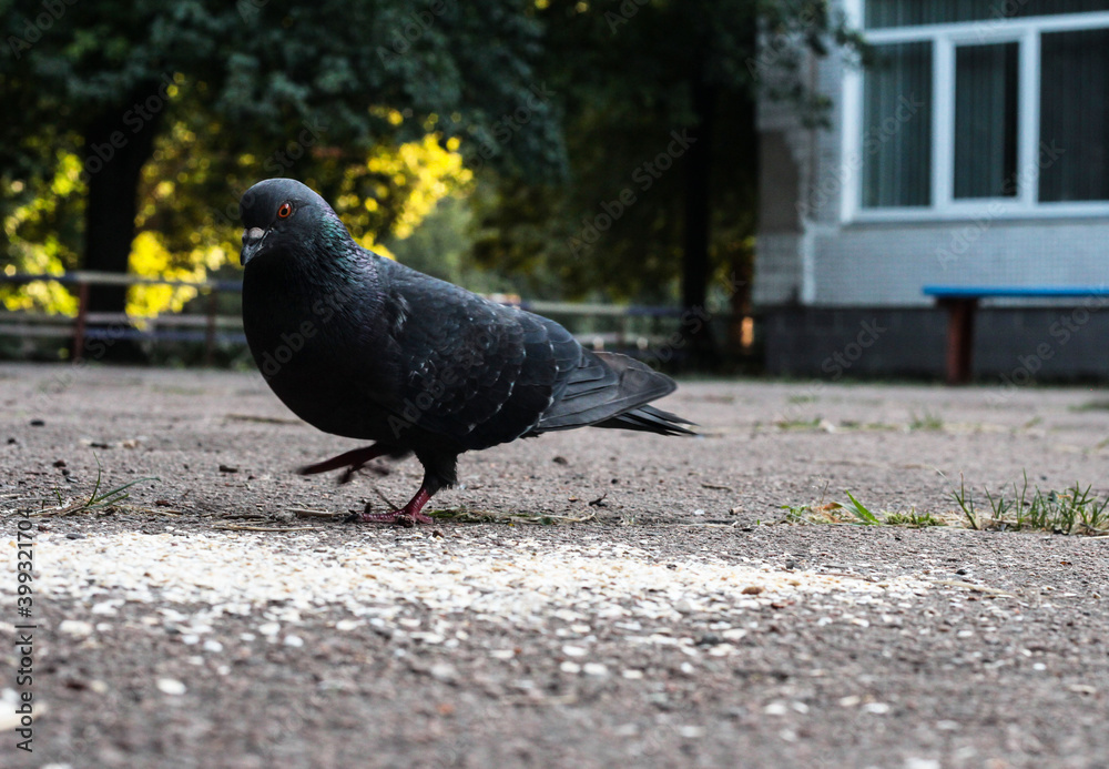 Obraz premium Pigeons on the street eat oatmeal porridge. Birds in autumn.